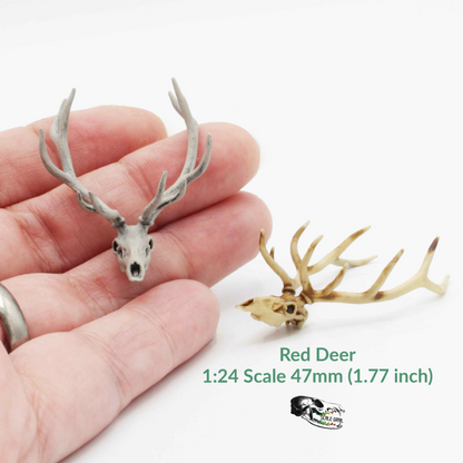 1:24 scale Red Deer Skull - 1:24 Scale Replica Miniature for Dollhouse, Diorama, Curiosities and Oddities (1 skull) miniature — handmade resin scale model by The Scale Grail