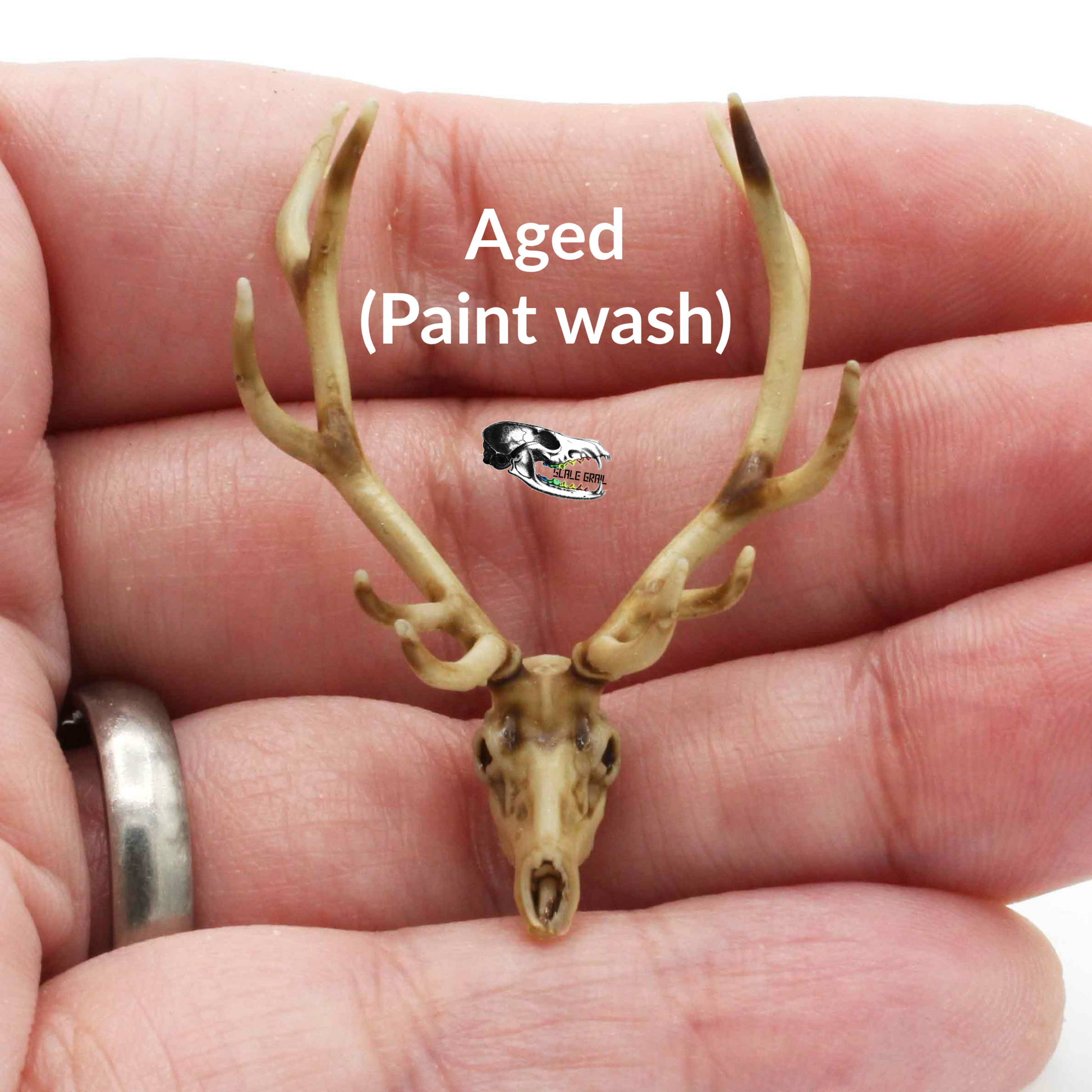 1:24 scale Red Deer Skull - 1:24 Scale Replica Miniature for Dollhouse, Diorama, Curiosities and Oddities (1 skull) miniature — made in NC, USA