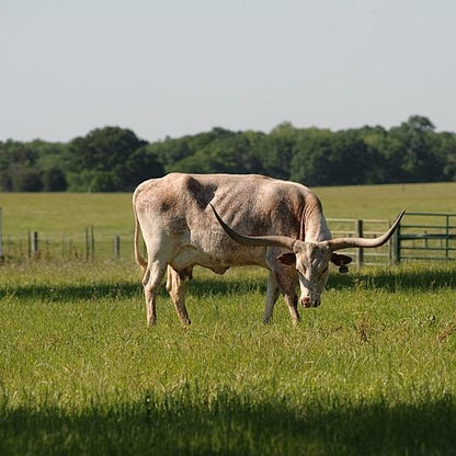 Texas Longhorn Skull Replica - 1:24 Scale