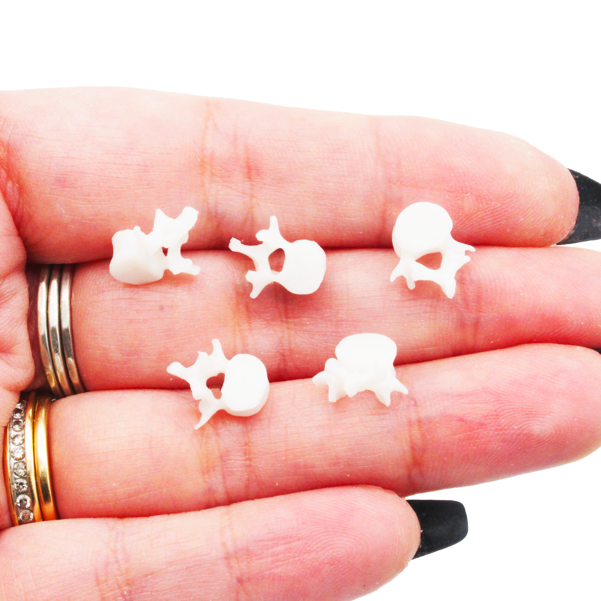 Vertebrae MICRO miniature — handmade resin scale model by The Scale Grail