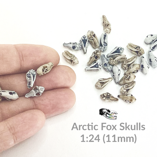 Fox Skulls (arctic fox) - 1:24 Scale