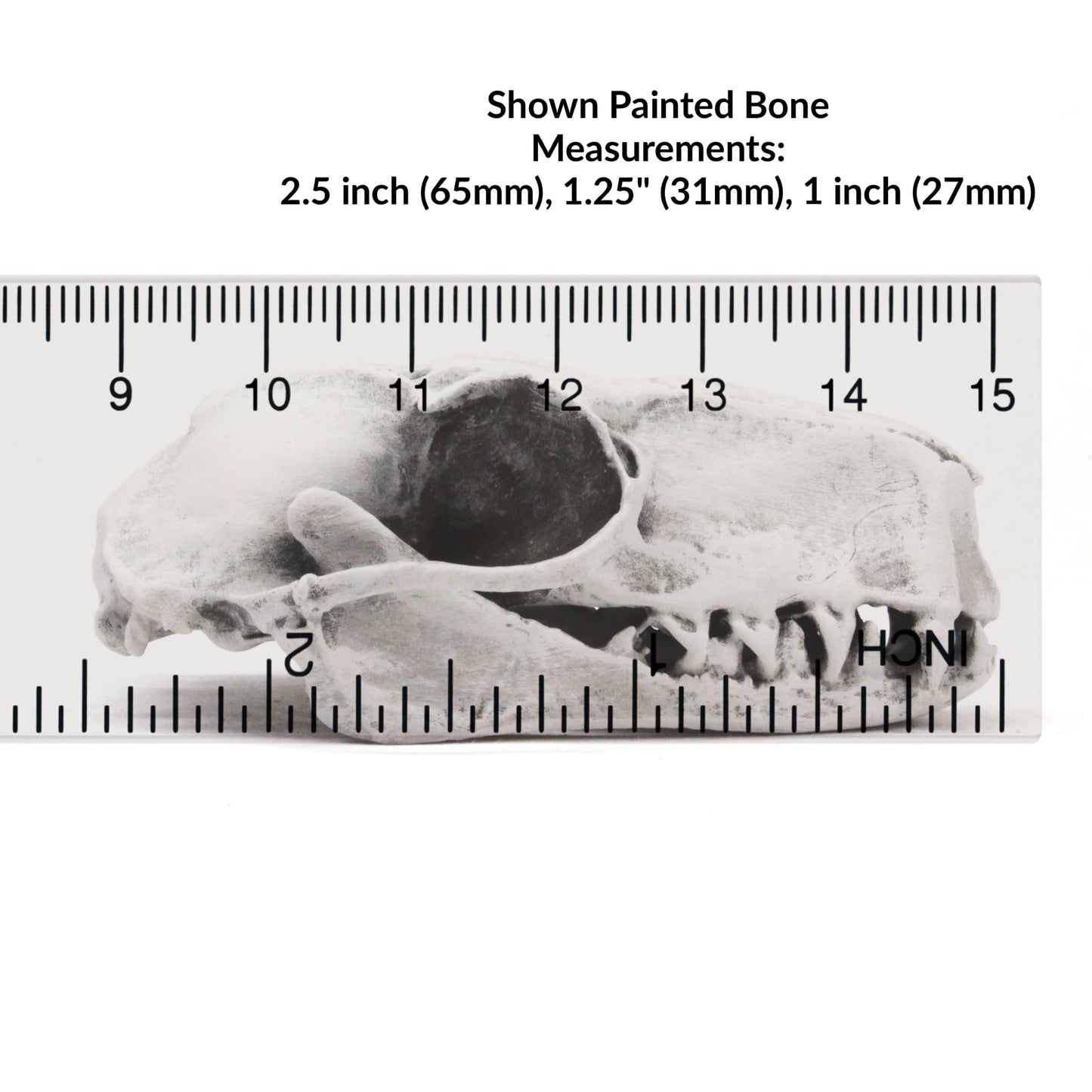 Bat Skull Hammer headed Bat replica skull full size 1:1 scale 2.5 inch cruelty free taxidermy