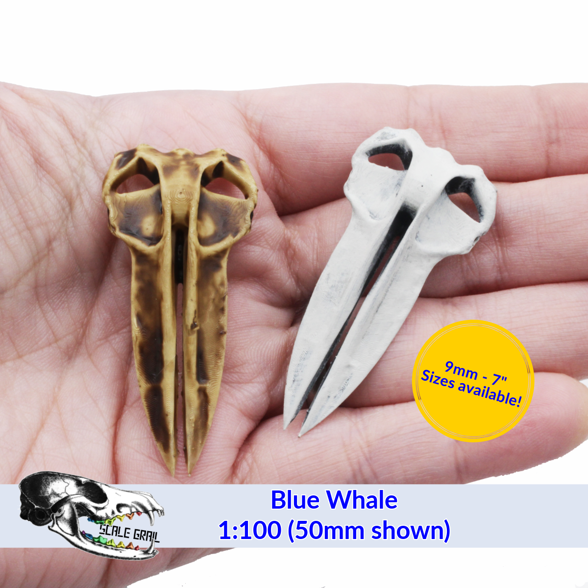 Blue Whale - Skull Replica miniature animal skulls by The Scale Grail