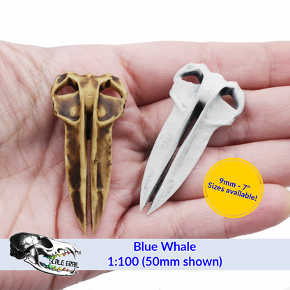 Blue Whale - Skull Replica miniature animal skulls by The Scale Grail