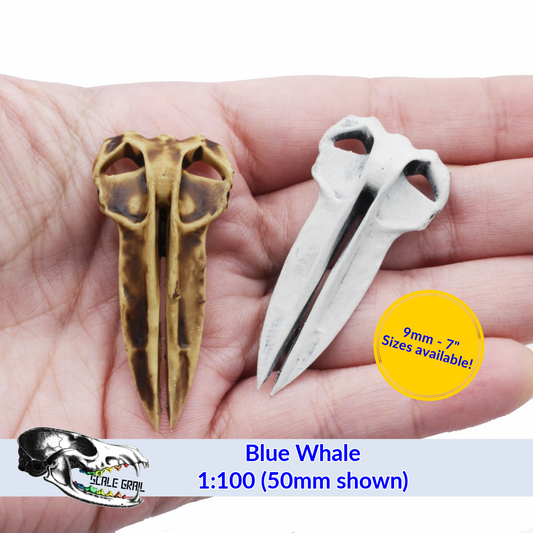 Blue Whale - Skull Replica miniature animal skulls by The Scale Grail
