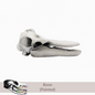 Bottlenose Dolphin - Skull Replica miniature animal skulls by The Scale Grail