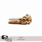 Bottlenose Dolphin - Skull Replica miniature animal skulls by The Scale Grail