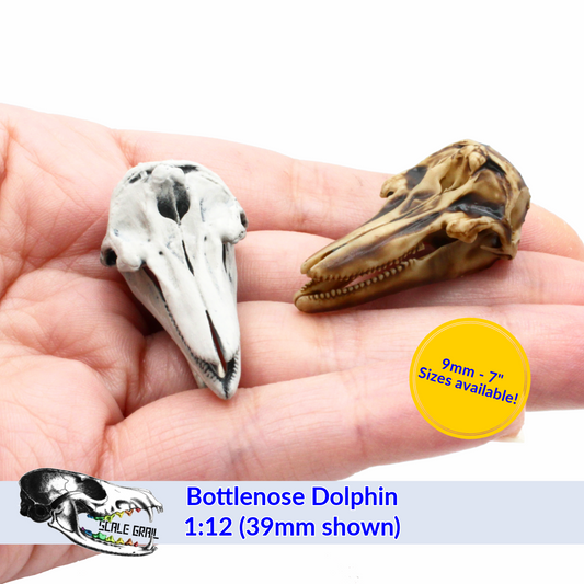 Bottlenose Dolphin - Skull Replica miniature animal skulls by The Scale Grail