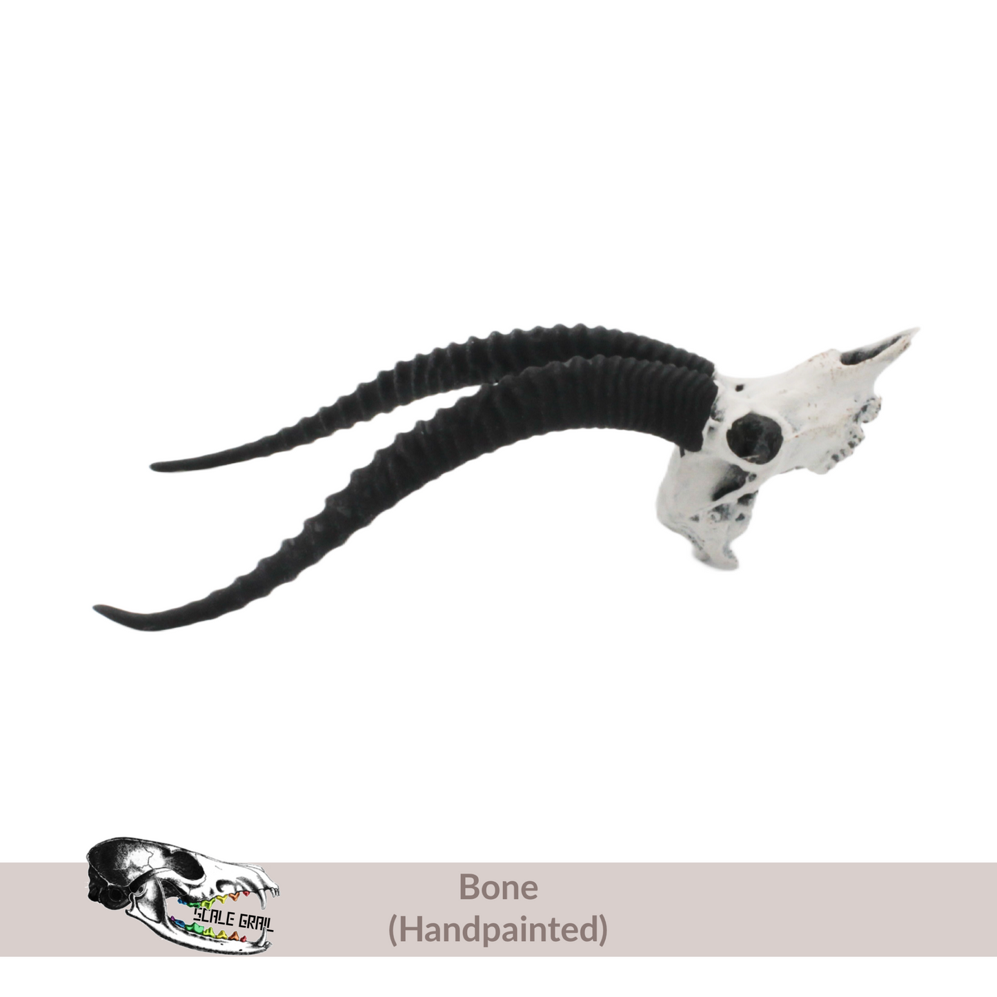 Gazelle Skull - 1:12 Scale Antelope Accessories for dollhouse and diorama 3d model by The Scale Grail (1 figure)