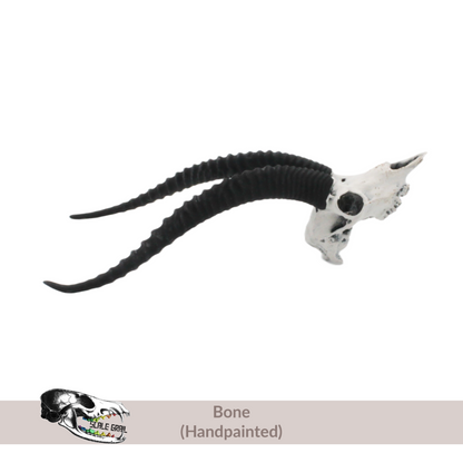 Gazelle Skull - 1:12 Scale Antelope Accessories for dollhouse and diorama 3d model by The Scale Grail (1 figure)