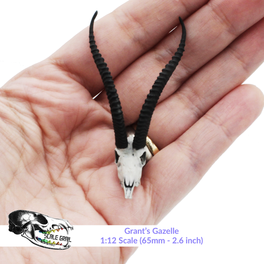 Gazelle Skull - 1:12 Scale Antelope Accessories for dollhouse and diorama 3d model by The Scale Grail (1 figure)