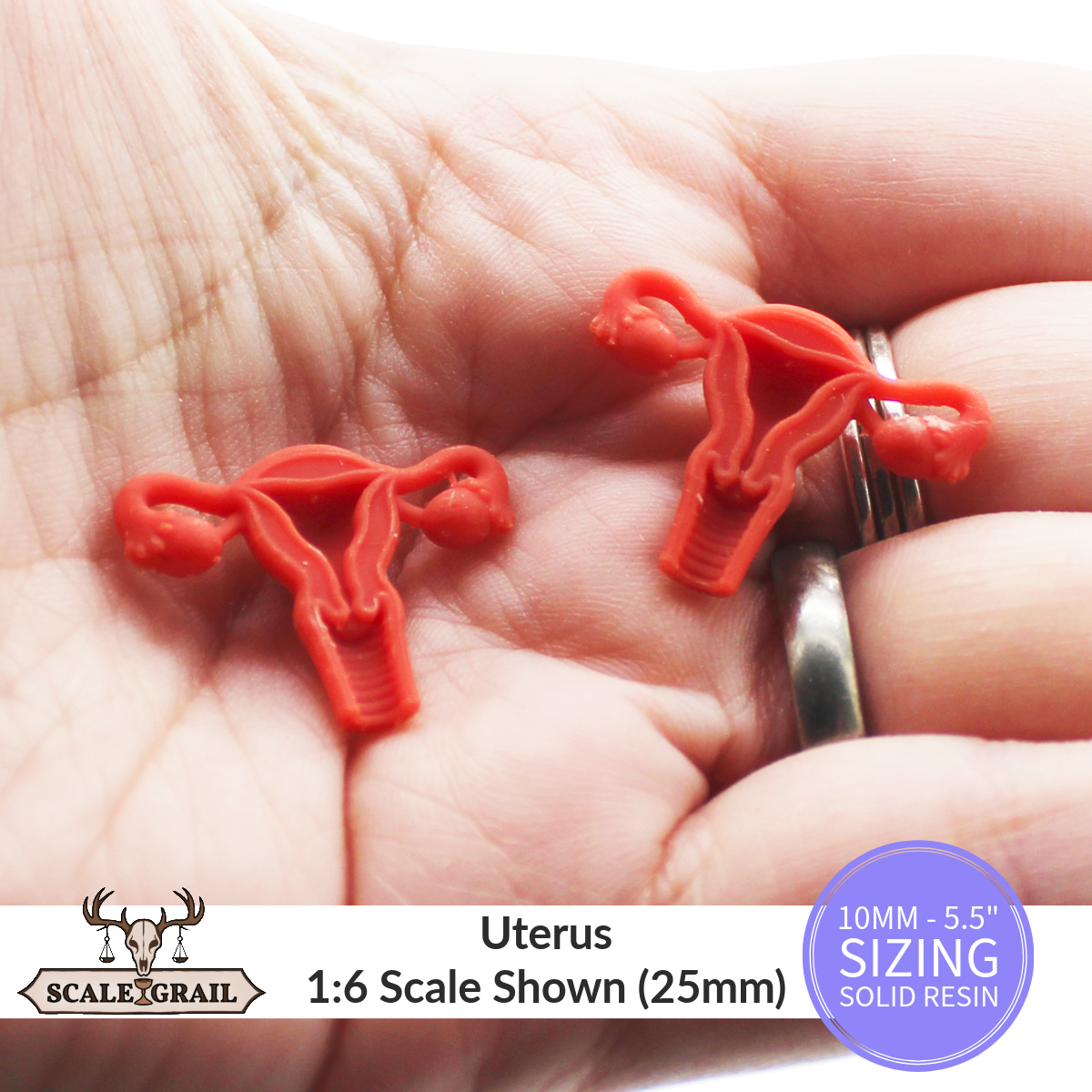 1:12 scale Uterus Replica Anatomy Miniature by The Scale Grail – 10MM to 5.5" Sizes miniature — handmade resin scale model by The Scale Grail