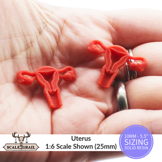 1:12 scale Uterus Replica Anatomy Miniature by The Scale Grail – 10MM to 5.5" Sizes miniature — handmade resin scale model by The Scale Grail