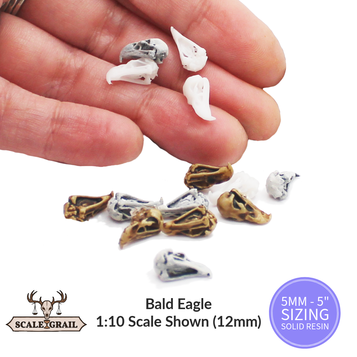 1:12 scale Bald Eagle Skull Miniature | Haliaeetus leucocephalus Replica by The Scale Grail – 6mm to 7" Sizes miniature — handmade resin scale model by The Scale Grail