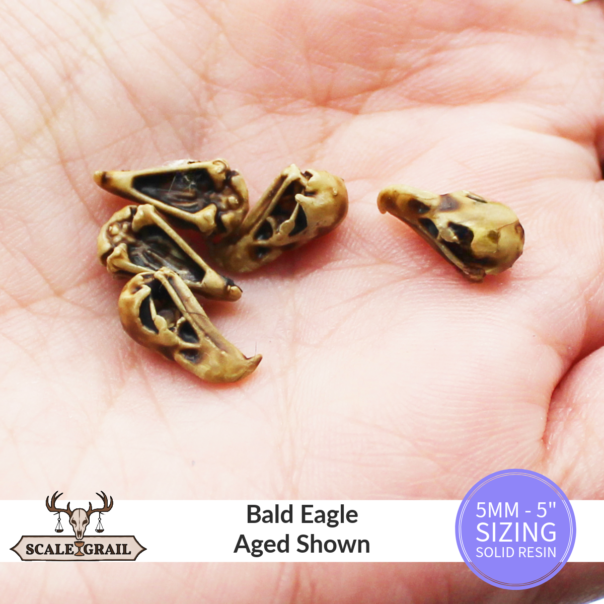 1:12 scale Bald Eagle Skull Miniature | Haliaeetus leucocephalus Replica by The Scale Grail – 6mm to 7" Sizes miniature — made in NC, USA