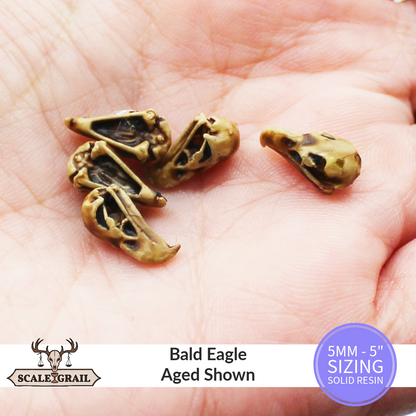 1:12 scale Bald Eagle Skull Miniature | Haliaeetus leucocephalus Replica by The Scale Grail – 6mm to 7" Sizes miniature — made in NC, USA