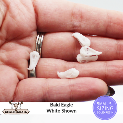 1:12 scale Bald Eagle Skull Miniature | Haliaeetus leucocephalus Replica by The Scale Grail – 6mm to 7" Sizes miniature — made in NC, USA
