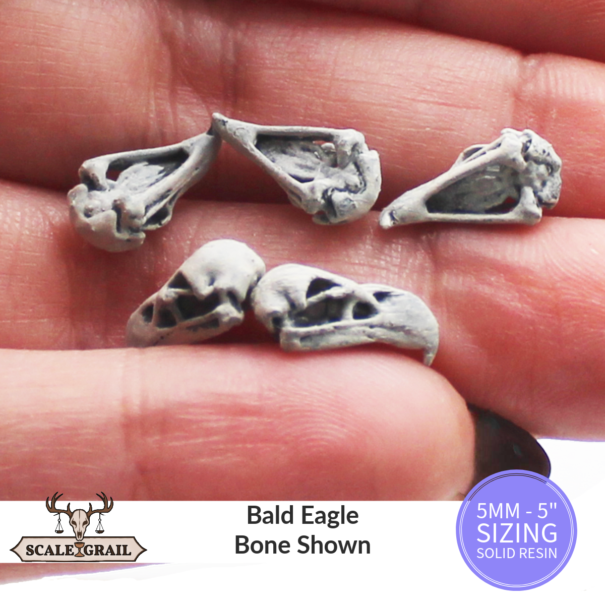 1:12 scale Bald Eagle Skull Miniature | Haliaeetus leucocephalus Replica by The Scale Grail – 6mm to 7" Sizes miniature side view — The Scale Grail