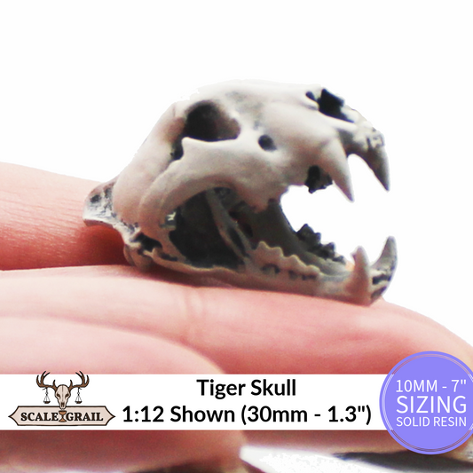 1:12 scale Tiger Skull Miniature | Panthera tigris Replica by The Scale Grail - 10mm to 7" Sizes miniature — handmade resin scale model by The Scale Grail