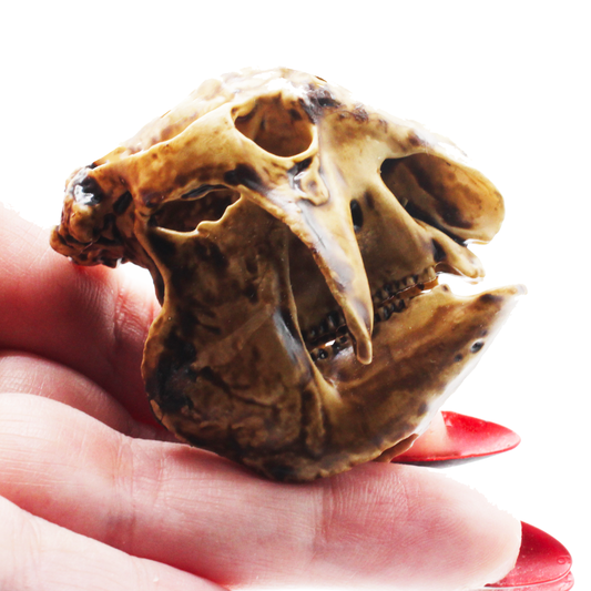1:12 scale Glyptodont Skull Miniature | Glyptodont Replica by The Scale Grail – 10mm to 7" Sizes miniature — handmade resin scale model by The Scale Grail