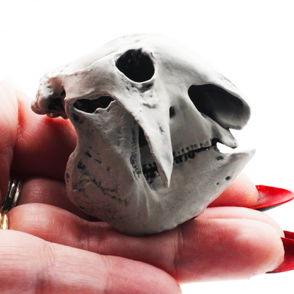1:12 scale Glyptodont Skull Miniature | Glyptodont Replica by The Scale Grail – 10mm to 7" Sizes miniature detail view — 3D printed resin