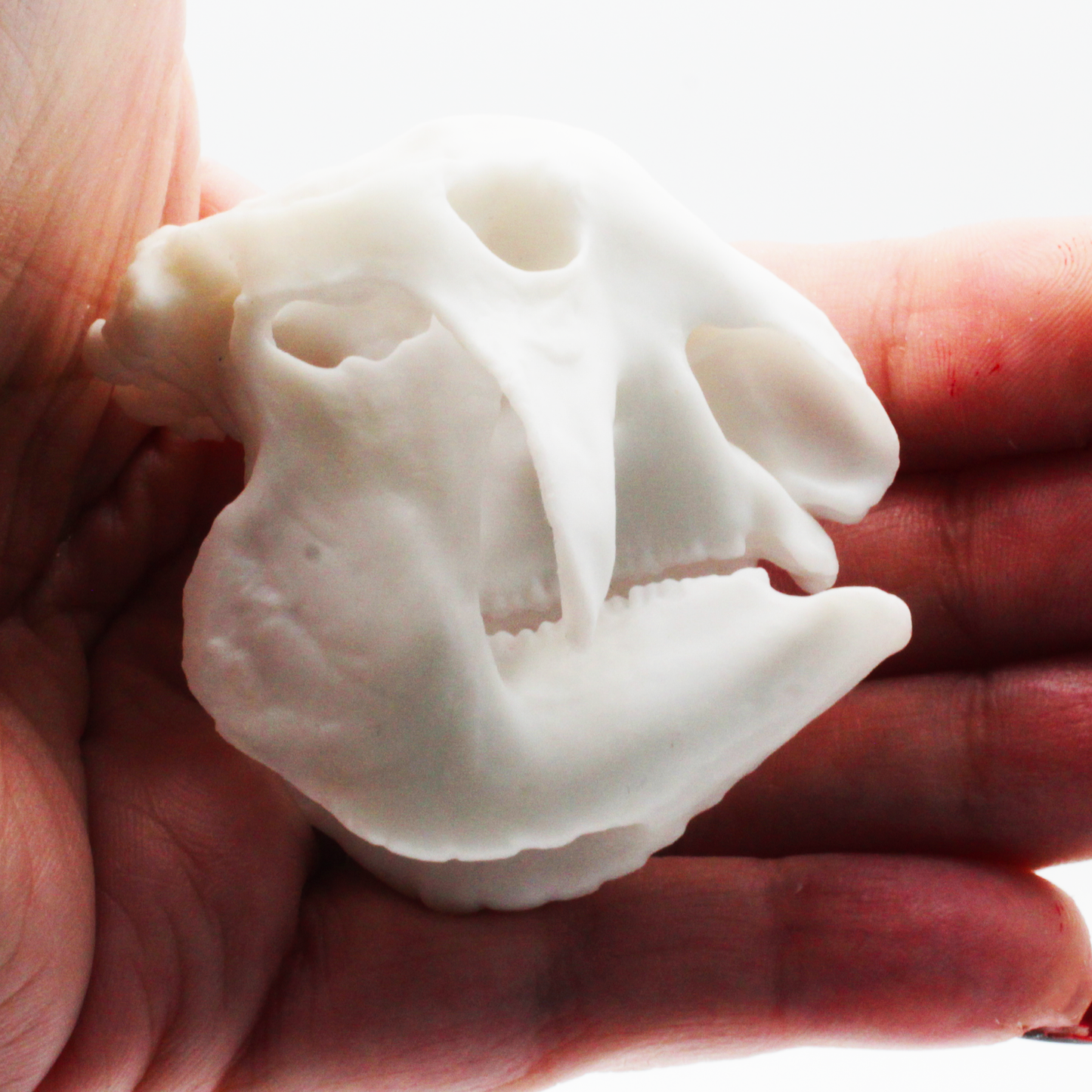 1:12 scale Glyptodont Skull Miniature | Glyptodont Replica by The Scale Grail – 10mm to 7" Sizes miniature side view — The Scale Grail