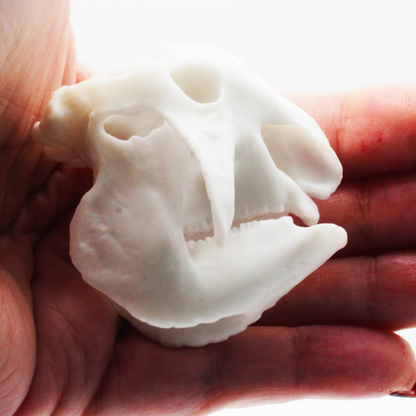 1:12 scale Glyptodont Skull Miniature | Glyptodont Replica by The Scale Grail – 10mm to 7" Sizes miniature side view — The Scale Grail