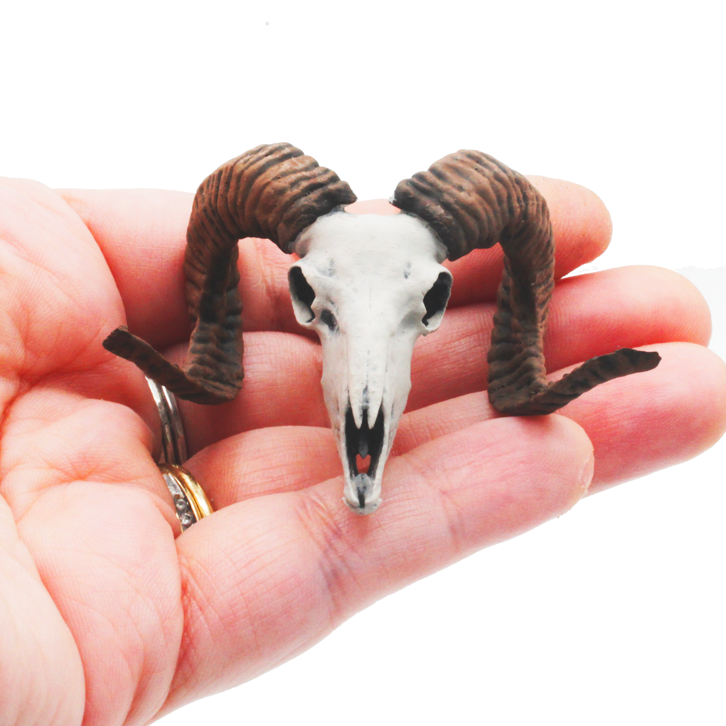 1:12 scale Mouflon Skull Replica 1:12 miniature — handmade resin scale model by The Scale Grail