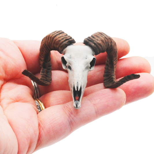 1:12 scale Mouflon Skull Replica 1:12 miniature — handmade resin scale model by The Scale Grail
