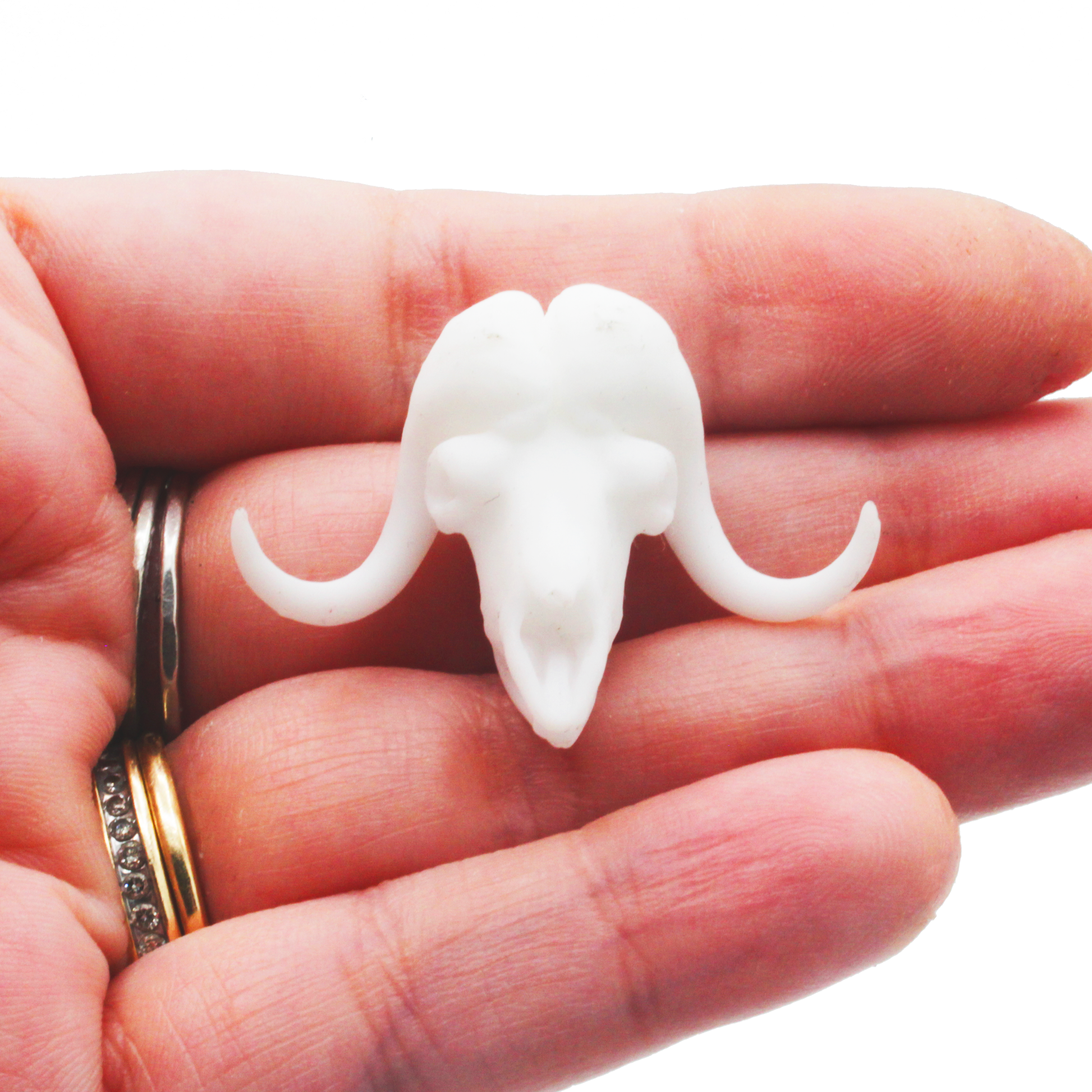 1:12 scale Muskox Skull Replica 1:12 miniature detail view — 3D printed resin