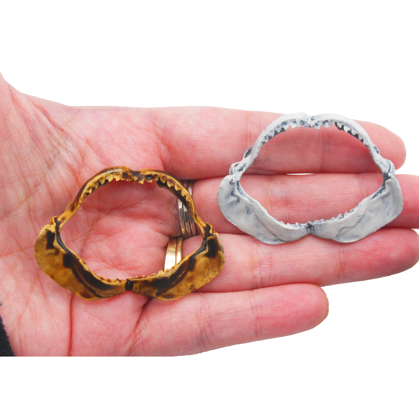 Tiger Shark Jaw Miniature (Field Bones #131: Marine) 1:12 Replica Collectible for Dollhouse and Diorama by The Scale Grail