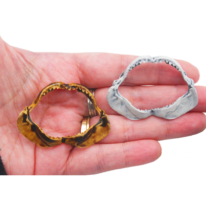 Tiger Shark Jaw Miniature (Field Bones #131: Marine) 1:12 Replica Collectible for Dollhouse and Diorama by The Scale Grail