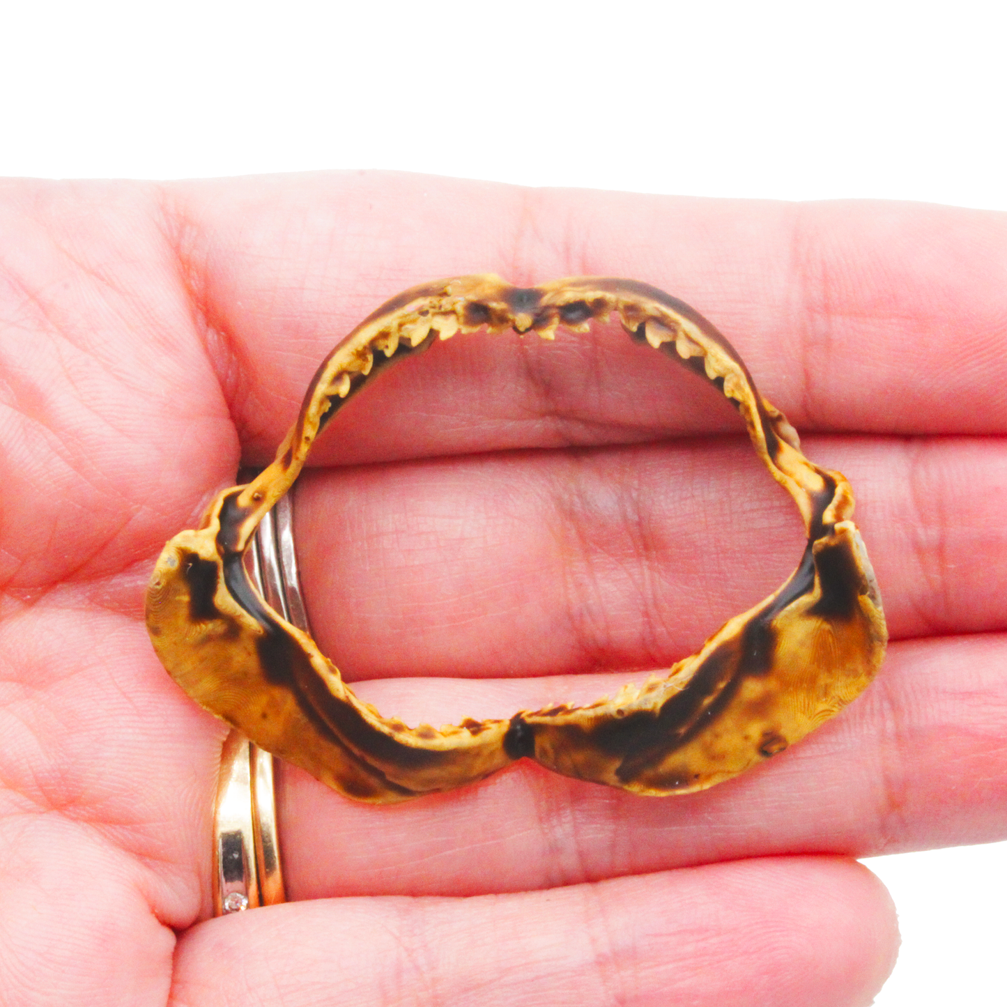 Tiger Shark Jaw Miniature (Field Bones #131: Marine) 1:12 Replica Collectible for Dollhouse and Diorama by The Scale Grail