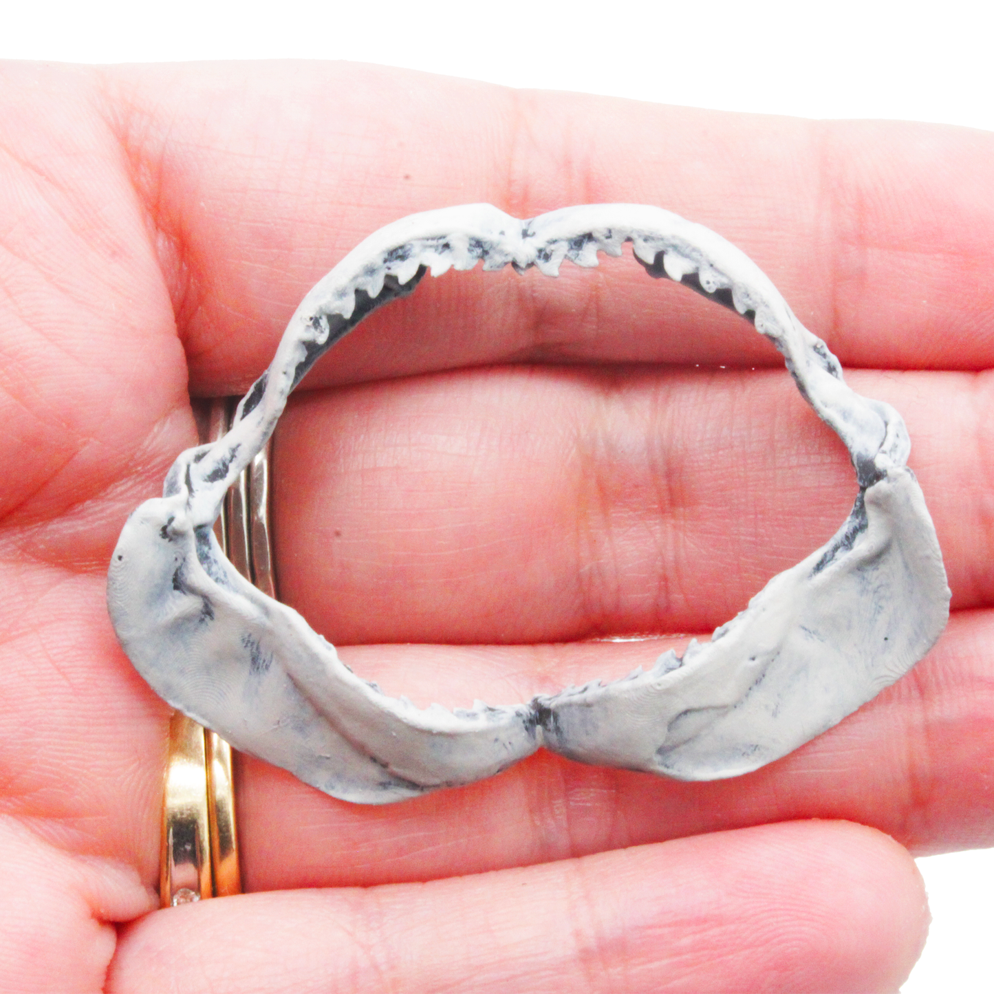 Tiger Shark Jaw Miniature (Field Bones #131: Marine) 1:12 Replica Collectible for Dollhouse and Diorama by The Scale Grail