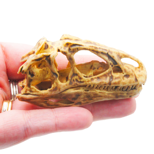 Allosaurus Skull Miniature (Field Bones #132: Dinosaur) 1:12 Replica Collectible for Dollhouse and Diorama by The Scale Grail