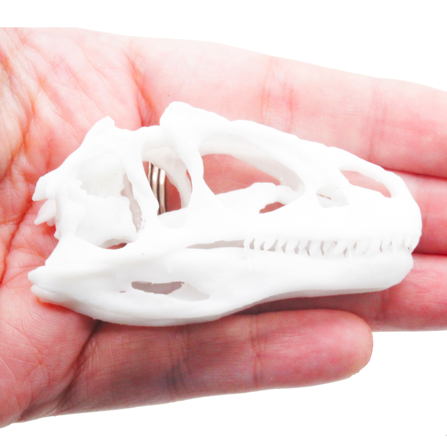 Allosaurus Skull Miniature (Field Bones #132: Dinosaur) 1:12 Replica Collectible for Dollhouse and Diorama by The Scale Grail