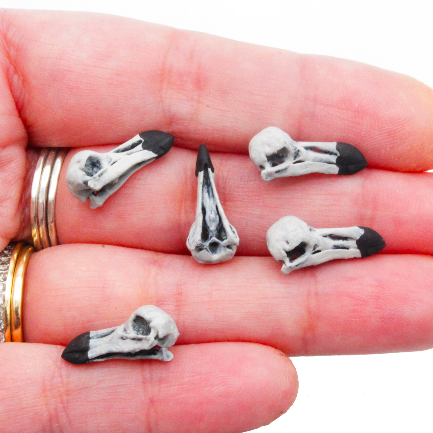 Dodo Bird Skull Miniature (Field Bones #139: Extinct) 1:12 Replica Collectible for Dollhouse and Diorama by The Scale Grail