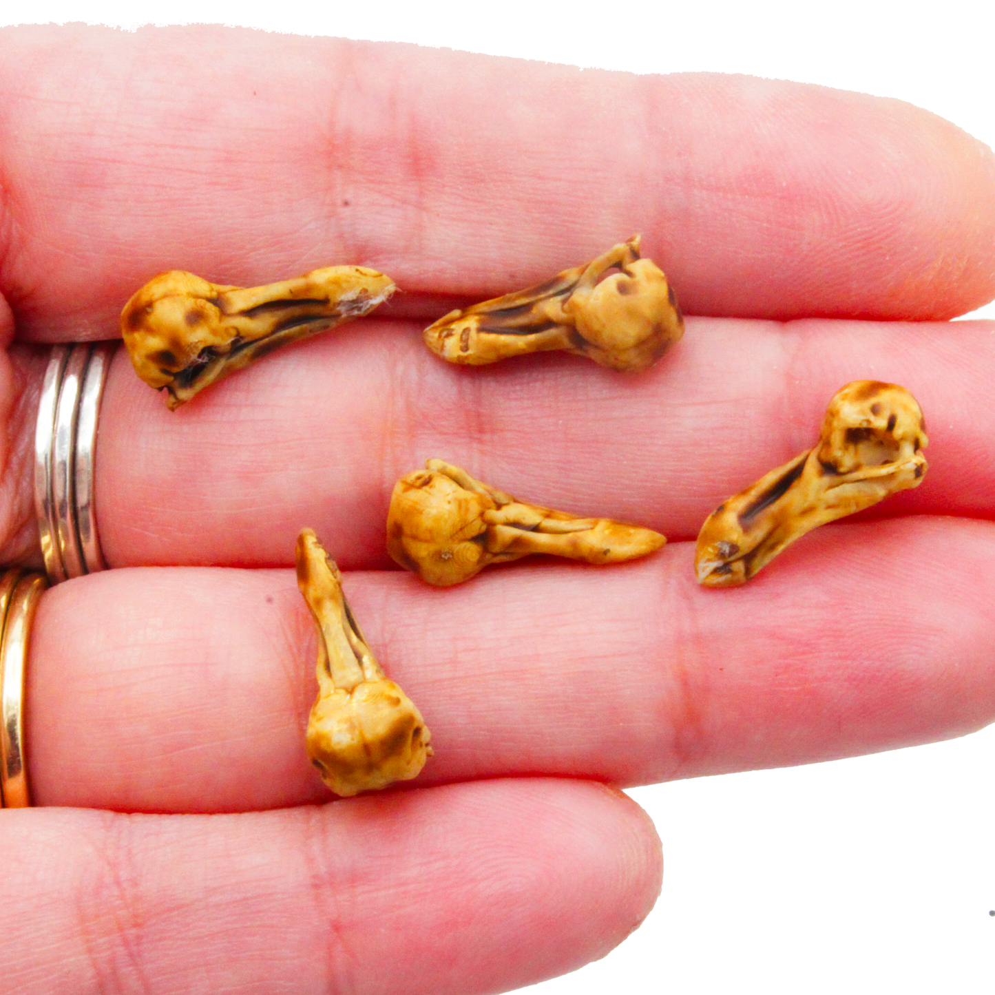 Dodo Bird Skull Miniature (Field Bones #139: Extinct) 1:12 Replica Collectible for Dollhouse and Diorama by The Scale Grail