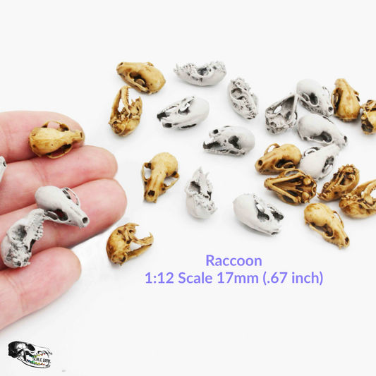 Raccoon Skull - 1:12 Scale Miniature Replica for Diorama, Dollhouse (5 skulls)