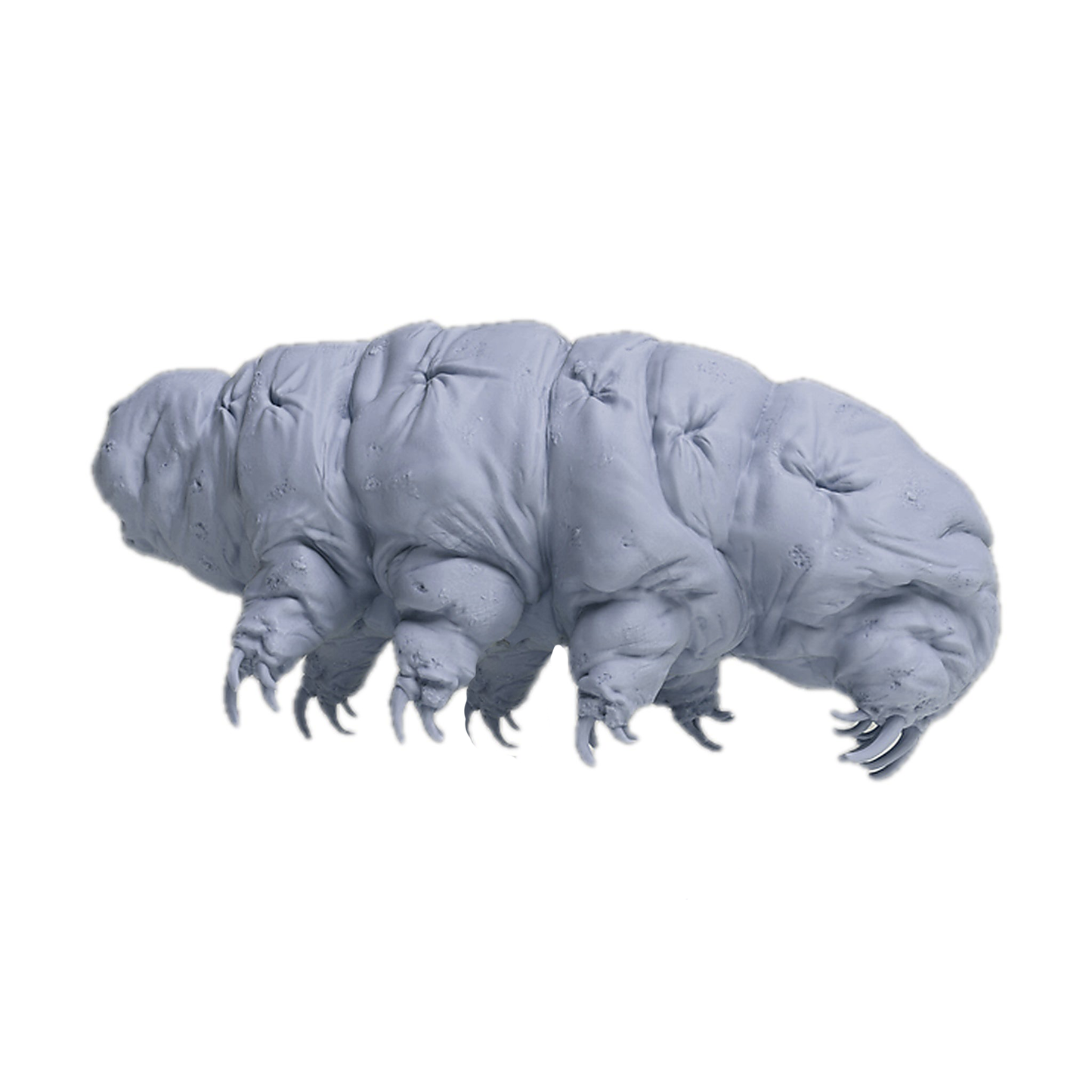 Tardigrade (Water Bear) | Animal Den Miniatures