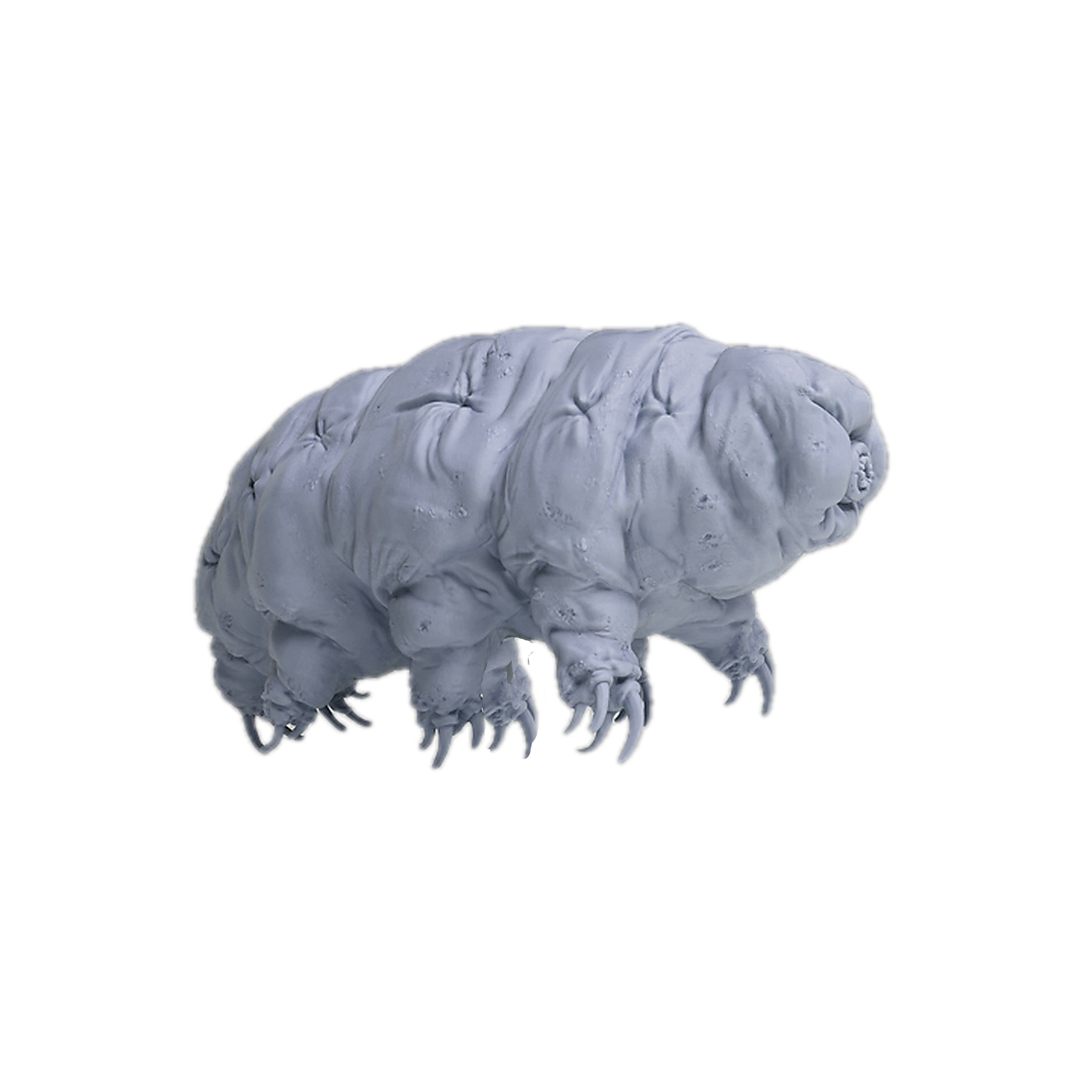 Tardigrade (Water Bear) | Animal Den Miniatures