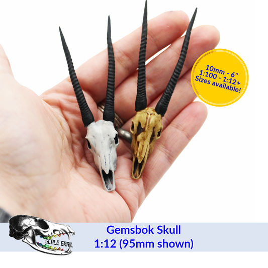 Gemsbok Skull (Field Bones Core Series: Africa) miniature dollhouse and diorama collectibles by The Scale Grail