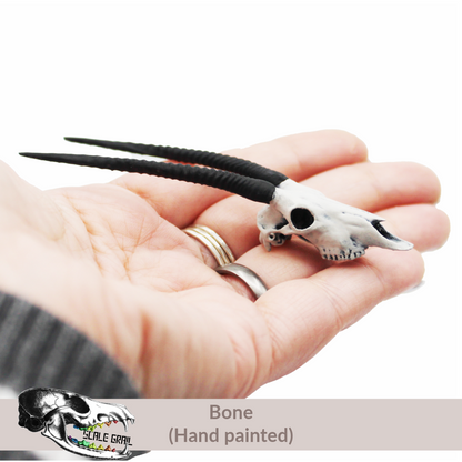 Gemsbok Skull (Field Bones Core Series: Africa) miniature dollhouse and diorama collectibles by The Scale Grail