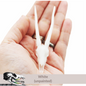 Gemsbok Skull (Field Bones Core Series: Africa) miniature dollhouse and diorama collectibles by The Scale Grail
