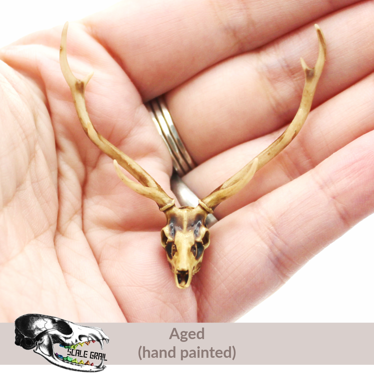 Axis Deer Skull (Field Bones Core Series: Asia) miniature dollhouse and diorama collectible by The Scale Grail