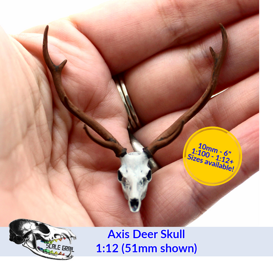 Axis Deer Skull (Field Bones Core Series: Asia) miniature dollhouse and diorama collectible by The Scale Grail