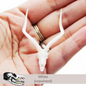 Impala Skull (Field Bones Core Series: Africa) miniature dollhouse and diorama collectible by The Scale Grail