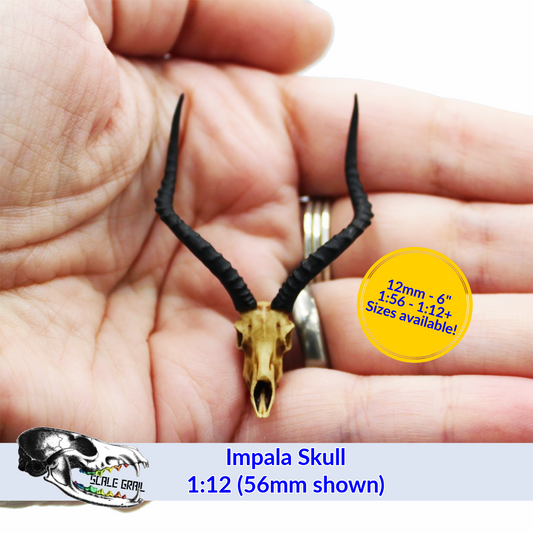 Impala Skull (Field Bones Core Series: Africa) miniature dollhouse and diorama collectible by The Scale Grail