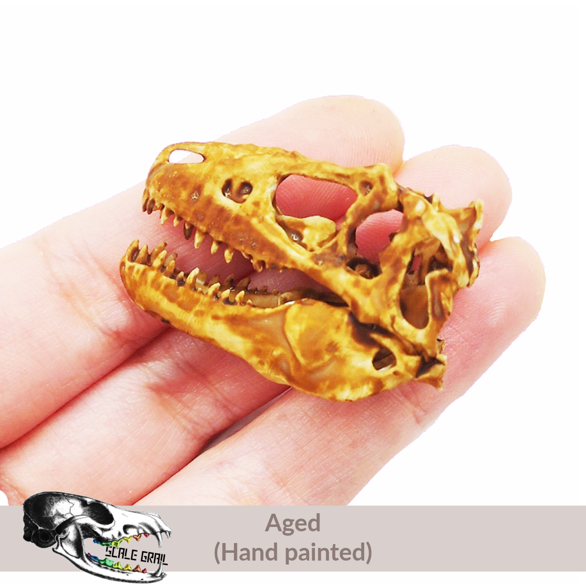 1:12 scale T-Rex Skull miniature replica miniature — made in NC, USA