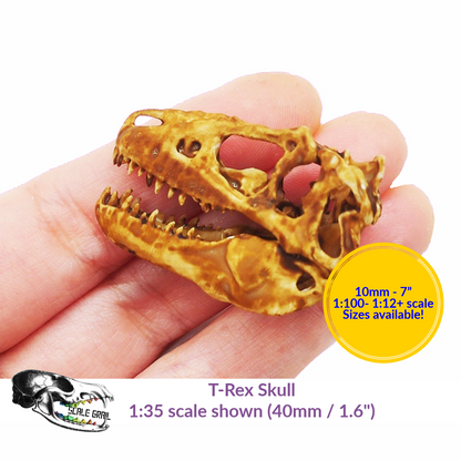 1:12 scale T-Rex Skull miniature replica miniature — handmade resin scale model by The Scale Grail